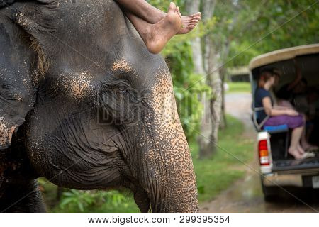 The Hard Work Of Thai Elephants, Sad Eyes.