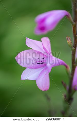 Digitalis Purpurea