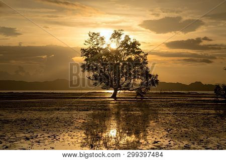 Sunset Scene When Low Tide Time With Mangrove Forest In Frame And Silhouette Picture