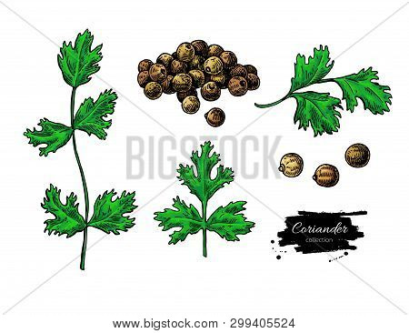 Coriander Vector Hand Drawn Illustration Set. Isolated Spice Object. Colorful Seasoning.