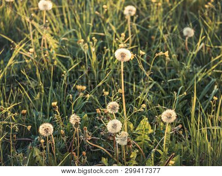 Image Of Green Meadow With Spring Dandelins And Warm Light