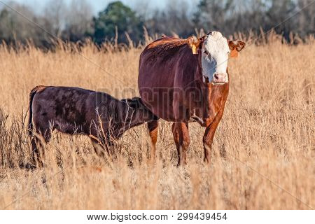 Polled Hereford Cow And Her Nursing Calf Standing In A Field Of Tall Brown Grass.
