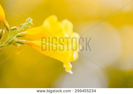 Trumpetflower / Yellow Trumpet Flower Blooming In The Garden Summer Nature Blur Background