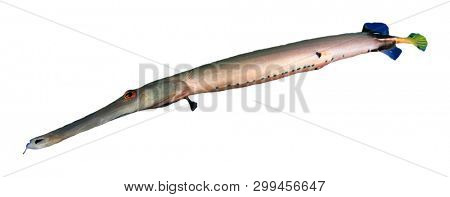 Trumpetfish fish isolated on white background 