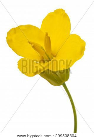 Rapeseed (brassica Napus ) Flower Head Isolated On White