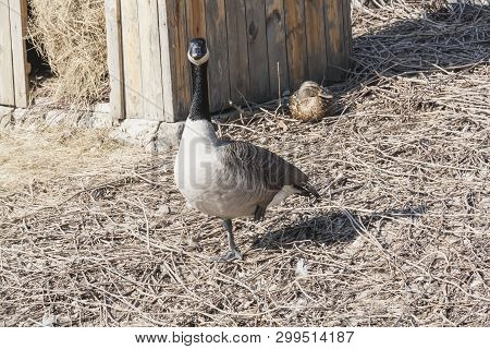 Big Wild Goose Walking On The Shore