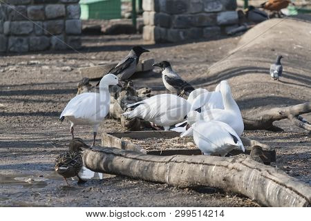 Wild Swans And Ducks In The City Zoo In Search Of Food
