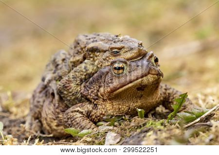 A Pair Of Common Toads (bufo Bufo) During The Breeding Season, In The Open Air. Macro. Close-up.