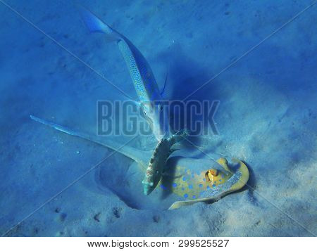 Taeniura Lymma Fish In The Egypt