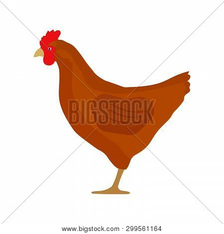 Chicken Side View Vector Flat Icon Design. Food Cock Agriculture Closeup Silhouette Farm Isolated Wh