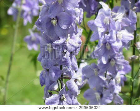 Close Up Of Violet Flowers ( Delphinium Elatum, Alpine Delphinium, Candle Larkspur ) Blooming In The
