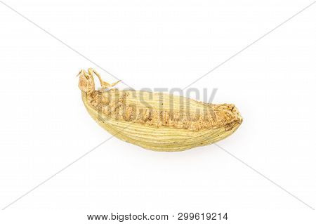 One Whole True Cardamom Pod Flatlay Isolated On White Background