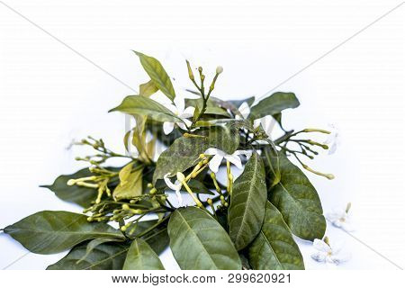 Close Up Of Indian Jasmine Flowers Or Juhi Flower Isolated On White.
