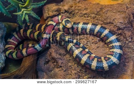 Arizona Mountain King Snake In Closeup, Vibrant Colored Tropical Serpent From America, Popular Pet I