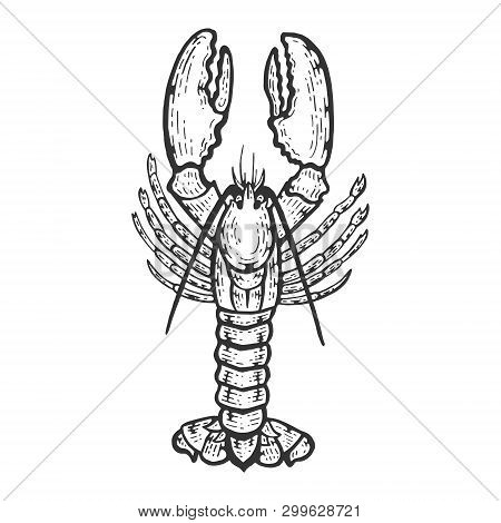Lobster Sea Animal Sketch Engraving Vector Illustration. Scratch Board Style Imitation. Black And Wh