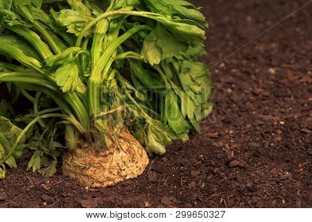 Celeriac Or Celery Root In Ground In Vegetable Garden, Close Up Of Turnip-rooted Celery