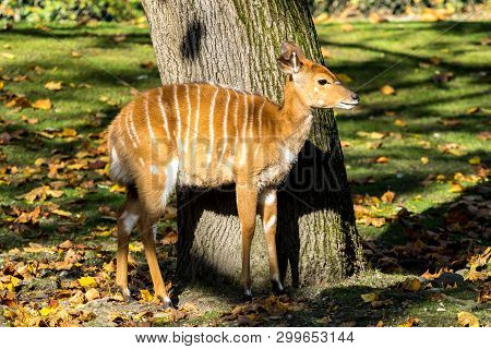 The Nyala, Tragelaphus Angasii Is A Spiral-horned Antelope Native To Southern Africa. It Is A Specie