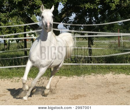 ม้า galloping