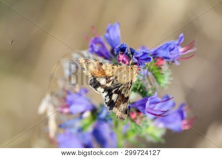Close-up Of A Butterfly, Rambling On A Plant