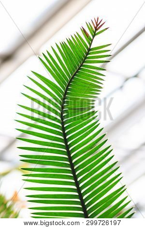 Close Up View Of Green Fern. Blurred Background.texture For Wallpaper Or Web Banner.