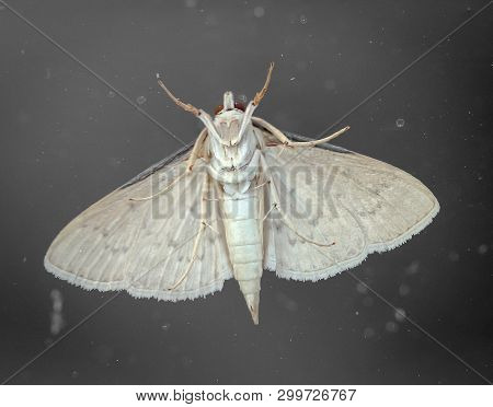 This Is A Close-up Of A Butterfly, Rambling