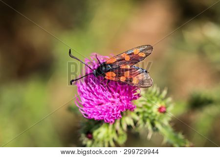 Close-up Of A Butterfly, Rambling On A Plant
