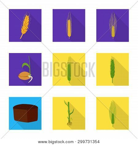 Vector Illustration Of Wheat And Corn Logo. Set Of Wheat And Harvest Stock Vector Illustration.