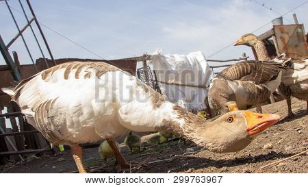 Aggressive Home Goose, Next To Small Yellow Goslings. Against The Background Of Household.