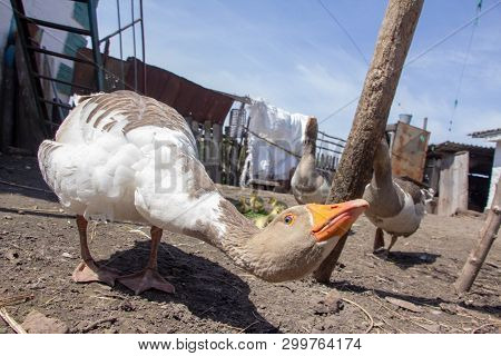 Aggressive Home Goose, Next To Small Yellow Goslings. Against The Background Of Household.