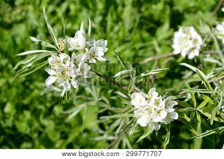 Inflorescence Of  Willow-leaf Pear (pyrus Salicifolia F. Pendula). Spring