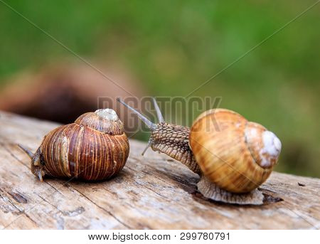 Animal life. Snails crawling on a log