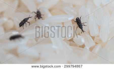 Rice Weevil Or Sitophilus Oryzae In Middle Of Rice Grains Macro Shot