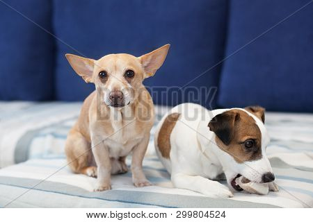 Two Dogs Sit On The Couch And Share A Bone. The Dog Smog In Eyes. Close-up Portrait Of A Dog. Jack R