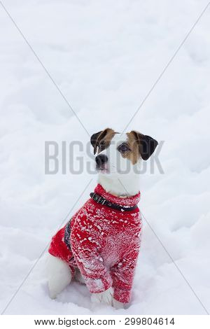 Jack Russell Terrier In A Red Sweater Sits In The Snow. Parson Terrier Posing, Close-up.