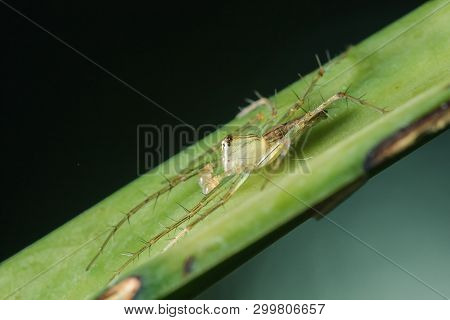 Oxyopes Javanus Throll On The Leaves Can Jump To Catch Prey.