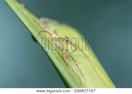 Oxyopes Javanus Throll On The Leaves Can Jump To Catch Prey.