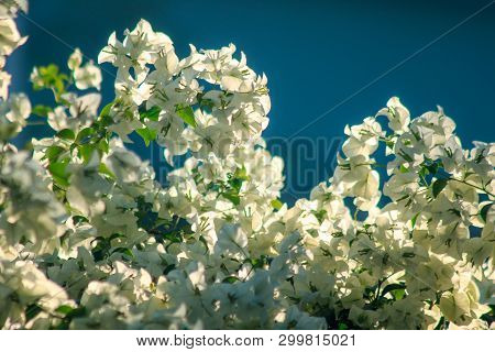 Bougainvillea Glabra Choisy
Flowering In White Color According To Leaves And Branches