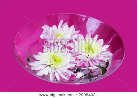 	Glass bowl with chrysanthemum flowers