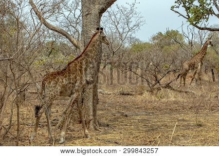 Giraffe On Nature Background, Natural Environment..west Africa, Senegal