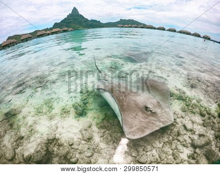 Stingray swimming in ocean water at Bora Bora hotel near shore. Fun tourist activity at Bora Bora hotel in, Tahiti, French Polynesia travel vacation holiday. Two stingrays at the beach.