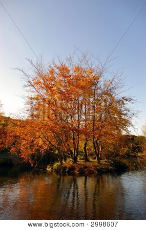 Orange hösten (hösten) träd på en ö