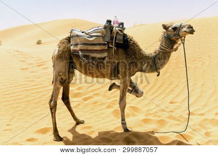 Camel With Background Of Dunes In The Sahara Desert, Tunisia