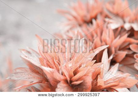 Peony Leaves In Red With Drops From The Rain On A Gray Background.