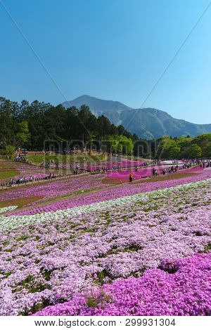 Saitama, Japan - Apr 21, 2018: View Of Pink Moss (shibazakura, Phlox Subulata) Flower At Hitsujiyama