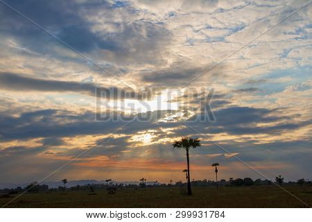 Evening Weather, Silhouette Sugar Palm Trees In The Field With Sun Light Are Shone Through The Cloud
