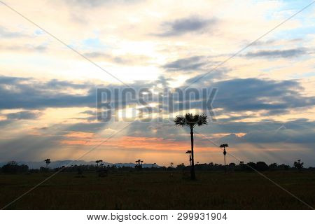 Evening Weather, Silhouette Sugar Palm Trees In The Field With Sun Light Are Shone Through The Cloud