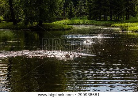Ducks Are Ploping In The Water. Birds In The Lake. Birds In The Wild