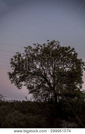 Single Solitary Tree In The Fields During Sunset Time.