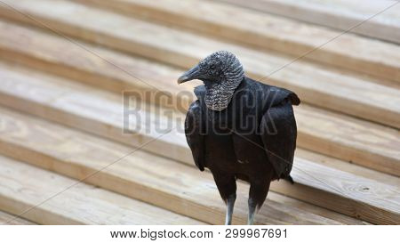 Black Vulture on the wooden stairs