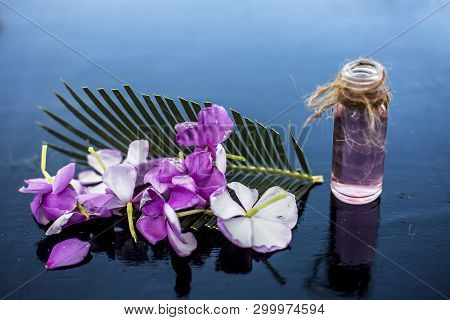 Herbal And Floral Essence Or Concentration Made From Rosmarinus Officinalis Also Known As Rosemarry